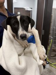 Shelter Stray Female Dog last seen Near Highland Oaks Lane, LAFAYETTE, LA, 70508, Lafayette, LA 70507