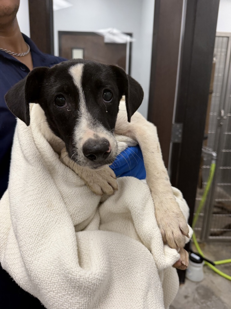 Shelter Stray Female Dog last seen Near Highland Oaks Lane, LAFAYETTE, LA, 70508, Lafayette, LA 70507