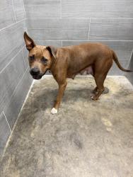 Shelter Stray Female Dog last seen Highway 90 Highway, SCOTT, LA, 70583, Lafayette, LA 70507