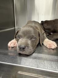 Shelter Stray Female Dog last seen Highway 90 Highway, SCOTT, LA, 70583, 410 Dugas Rd, Lafayette, LA 70507, USA