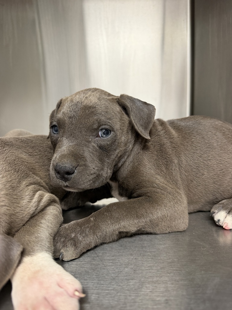 Shelter Stray Female Dog last seen Highway 90 Highway, SCOTT, LA, 70583, 410 Dugas Rd, Lafayette, LA 70507, USA