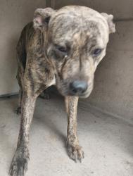 Shelter Stray Female Dog last seen Near Lacobie Street, LAFAYETTE, LA, 70501, Lafayette, LA 70507