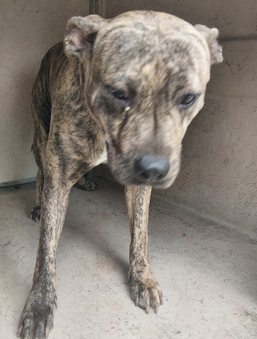 Shelter Stray Female Dog last seen Near Lacobie Street, LAFAYETTE, LA, 70501, Lafayette, LA 70507