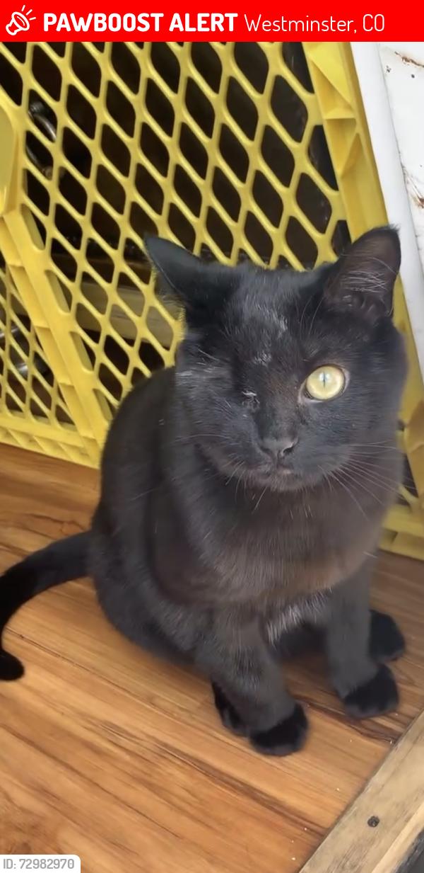 Lost Female Cat last seen Westminster , Westminster, CO 80260
