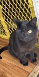 Lost Female Cat last seen Westminster , Westminster, CO 80260