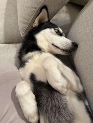 Reunited Male Dog last seen Mableton Parkway , Mableton, GA 30126