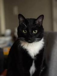 Found/Stray Unknown Cat last seen 16th and D street, Vancouver, WA 98663