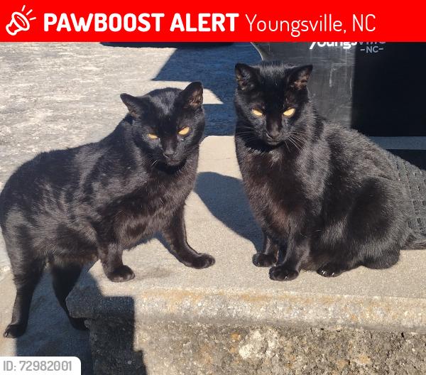 Lost Male Cat last seen Youngsville Animal hosp 5096 NC-96, Youngsville, NC 27596, Youngsville, NC 27596