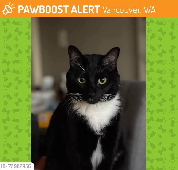 Found/Stray Unknown Cat last seen 16th and D street, Vancouver, WA 98663
