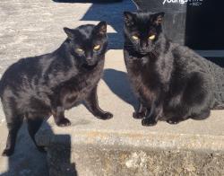 Lost Male Cat last seen Youngsville Animal hosp 5096 NC-96, Youngsville, NC 27596, Youngsville, NC 27596