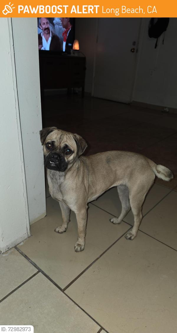 Found/Stray Female Dog last seen Long beach , Long Beach, CA 90810