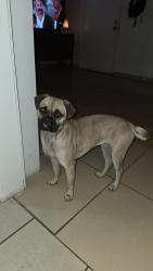 Found/Stray Female Dog last seen Long beach , Long Beach, CA 90810