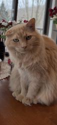 Lost Male Cat last seen Near Milo Way, Deerfield Wi, 53531 highway W and Milo Way, Deerfield, WI 53531