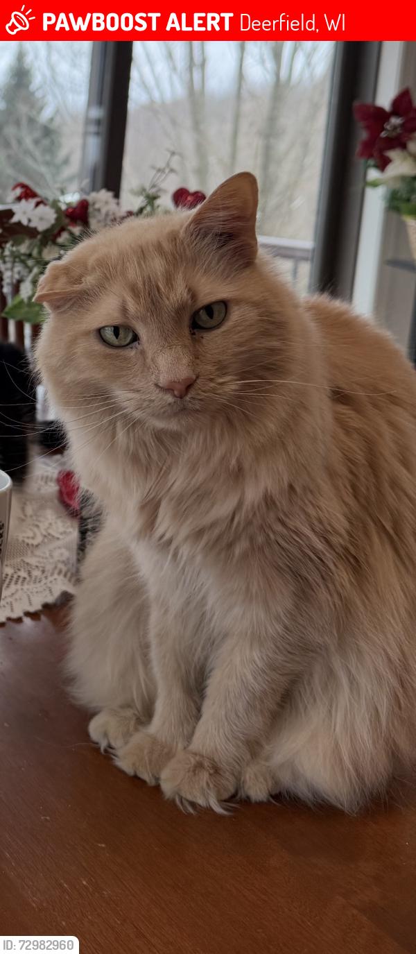 Lost Male Cat last seen Near Milo Way, Deerfield Wi, 53531 highway W and Milo Way, Deerfield, WI 53531