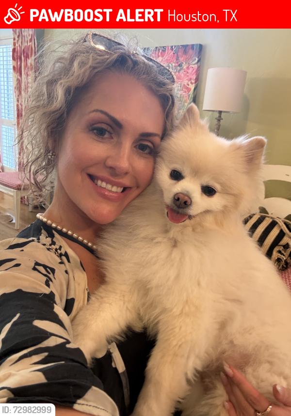 Lost Male Dog last seen Barker Cypress/Riatta Ranch Blue Wave Car Wash & Walgreens, Houston, TX 77433