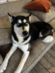 Lost Male Dog last seen Mableton ga , Mableton, GA 30126