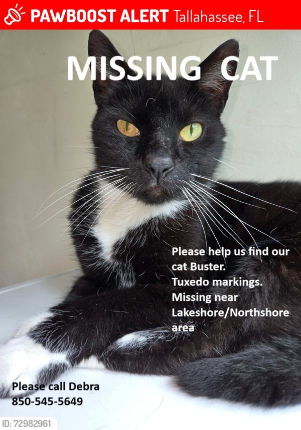 Lost Male Cat last seen Lakeshore Drive, Tallahassee, FL 32312