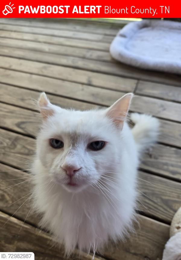Lost Male Cat last seen Pea ridge rd , Blount County, TN 37804
