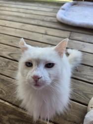 Lost Male Cat last seen Pea ridge rd , Blount County, TN 37804