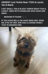 Lost Female Dog last seen 112th and Lanzit, Los Angeles, CA 90059