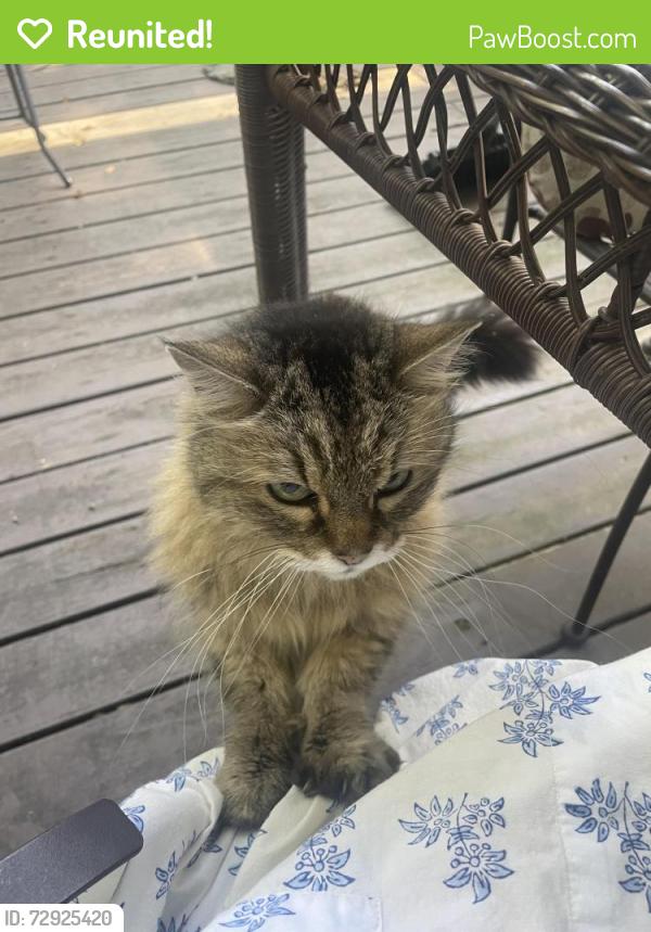 Reunited Unknown Cat last seen Austin Drive and Ash Dt, Fayetteville, AR 72703