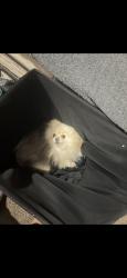 Lost Male Dog last seen 80th st, Los Angeles, CA 90001