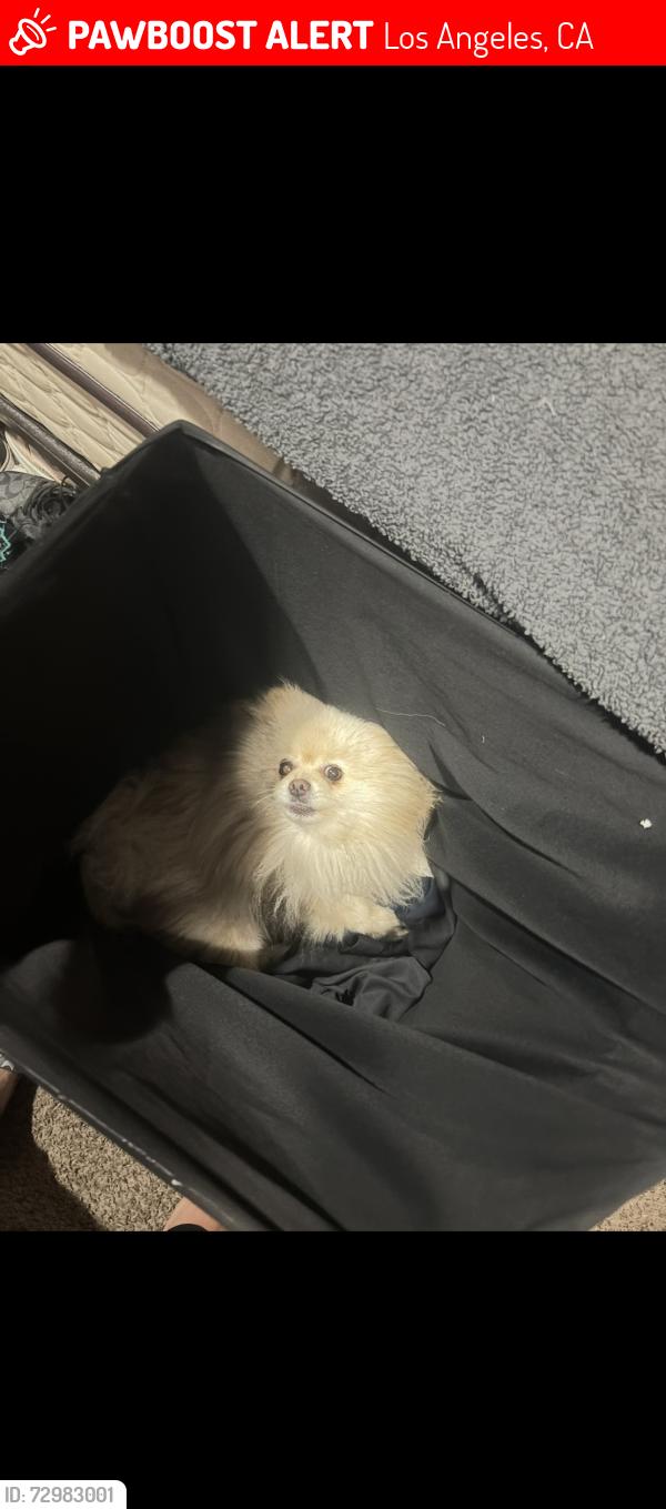 Lost Male Dog last seen 80th st, Los Angeles, CA 90001
