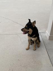 Found/Stray Male Dog last seen Rolling hills, Cut and Shoot, TX 77303