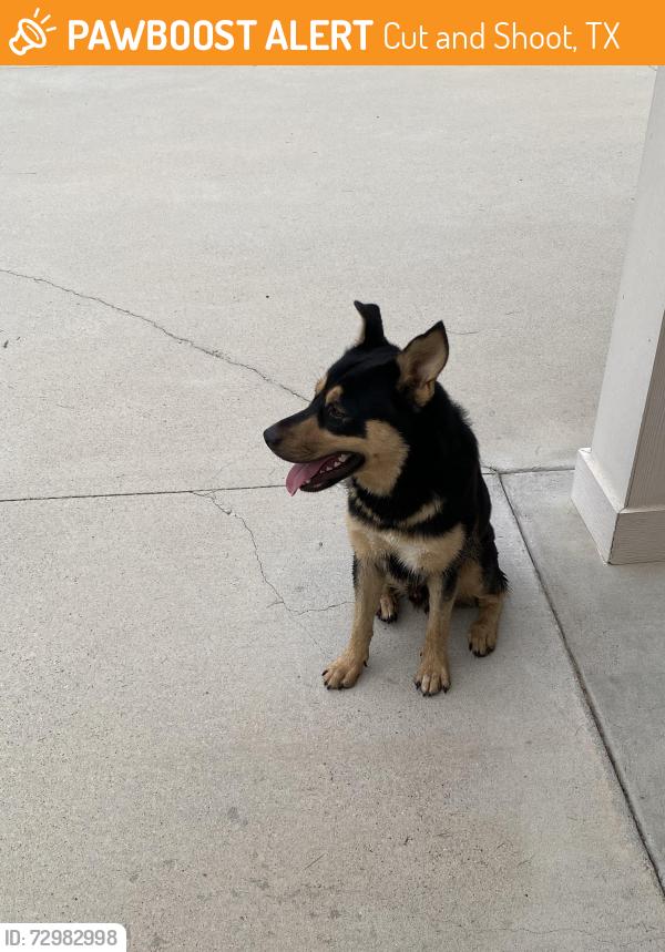 Found/Stray Male Dog last seen Rolling hills, Cut and Shoot, TX 77303