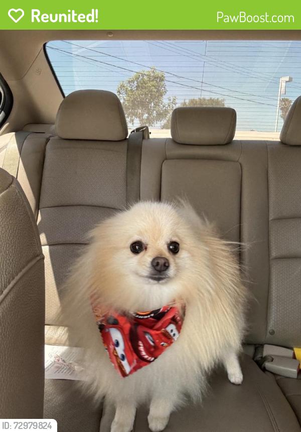 Reunited Male Dog last seen Near S Belterra Wy, Anaheim, CA 92804, USA, Anaheim, CA 92804