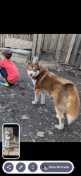 Lost Male Dog last seen tuck and Barnard, Saginaw, MI 48603