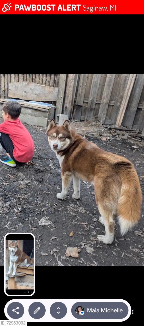 Lost Male Dog last seen tuck and Barnard, Saginaw, MI 48603