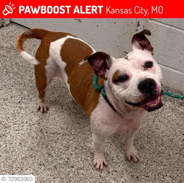 Lost Female Dog last seen Willow Rock trailer park, Kansas City, MO 64129
