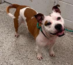 Lost Female Dog last seen Willow Rock trailer park, Kansas City, MO 64129