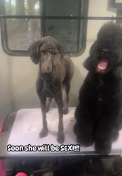 Lost Female Dog last seen Bent creek and Lawyers rd, Charlotte, NC 28227