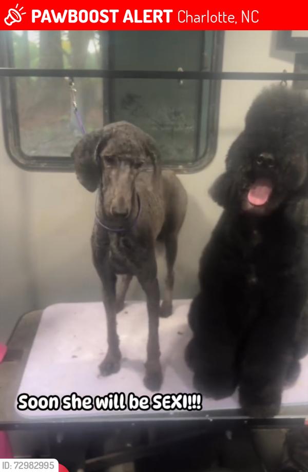 Lost Female Dog last seen Bent creek and Lawyers rd, Charlotte, NC 28227
