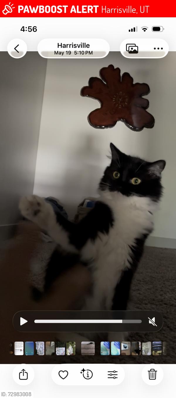 Lost Female Cat last seen Harrisville walmart, Harrisville, UT 84414