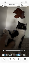 Lost Female Cat last seen Harrisville walmart, Harrisville, UT 84414