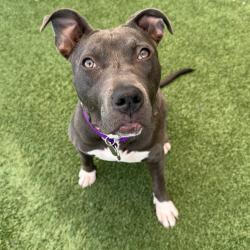 Shelter Stray Female Dog last seen , 3612 11th Ave, Los Angeles, CA 90018, USA