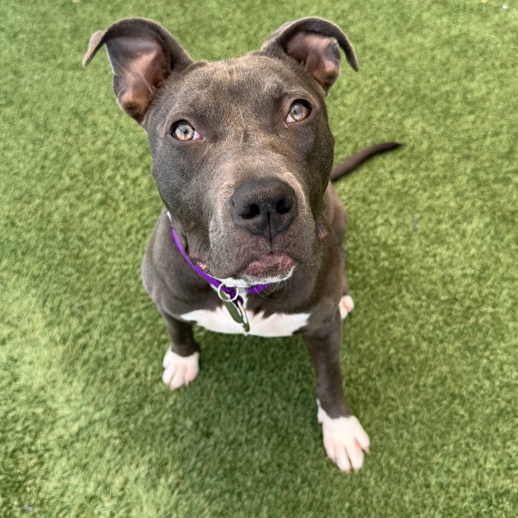 Shelter Stray Female Dog last seen , 3612 11th Ave, Los Angeles, CA 90018, USA