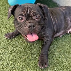 Shelter Stray Female Dog last seen , 3612 11th Ave, Los Angeles, CA 90018, USA