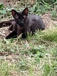 Found/Stray Male Cat last seen Vermont st, Indianapolis, IN 46222