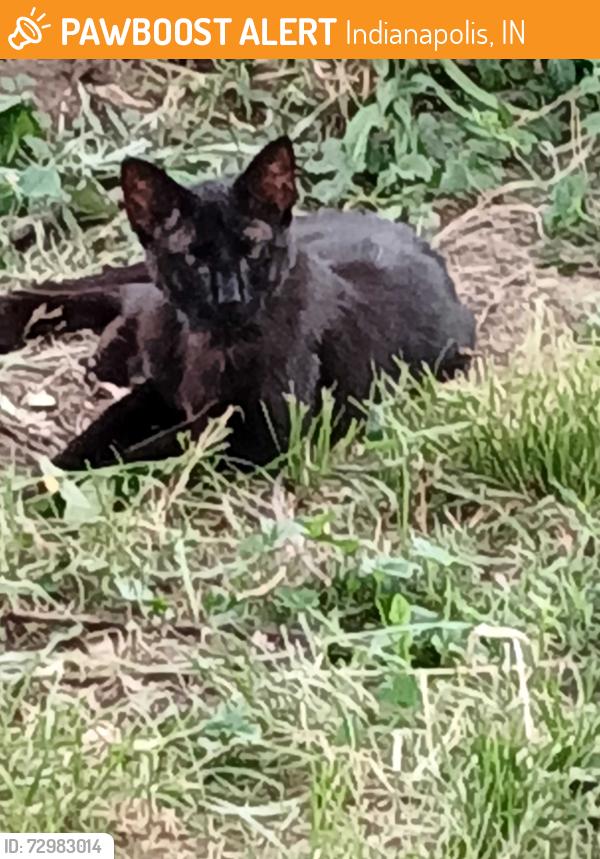 Found/Stray Male Cat last seen Vermont st, Indianapolis, IN 46222