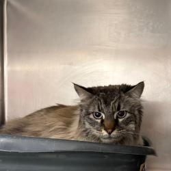 Shelter Stray Male Cat last seen , 11665 US-89, Flagstaff, AZ 86004, USA