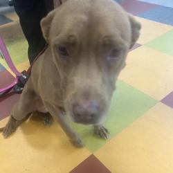 Shelter Stray Female Dog last seen , Philadelphia, PA 19140