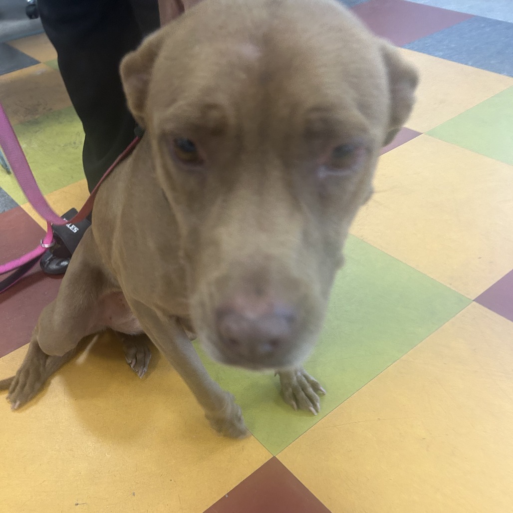 Shelter Stray Female Dog last seen , Philadelphia, PA 19140