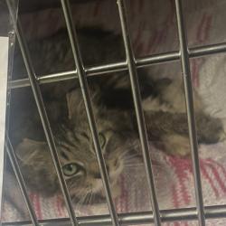 Shelter Stray Female Cat last seen , Philadelphia, PA 19140