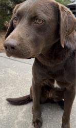 Reunited Female Dog last seen Ashe Street, Southern Pines, NC 28387
