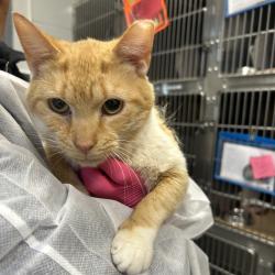 Shelter Stray Male Cat last seen , 328 Furman Hall Rd, Greenville, SC 29609, USA