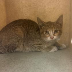 Shelter Stray Female Cat last seen , Memphis, TN 38133